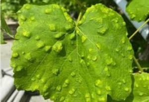 کنه نمدی مو