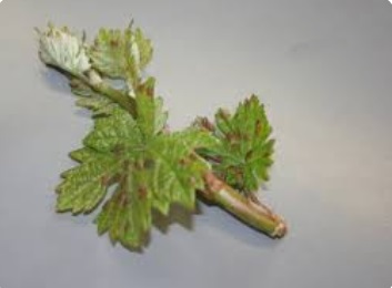 کنه نمدی مو و راه های کنترل آن