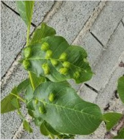 کنه گالزای گردو