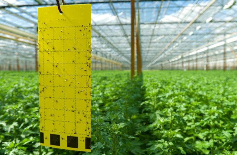 اهنمای جامع کنترل بیولوژیک سفیدبالک گوجه‌فرنگی گلخانه‌ای