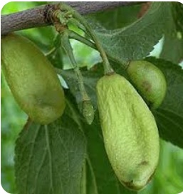 انبونک آلو