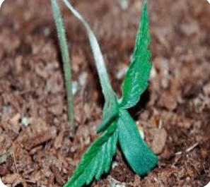 بوته میری گوچه فرنگی