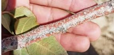 بیماری تنهسرخی پسته؛ علائم، عامل بیماری و روشهای پیشگیری و کنترل
