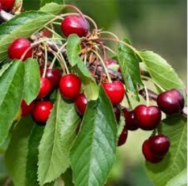 عدم باردهی درخت گیلاس