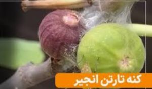 کنه تارتن انجیر