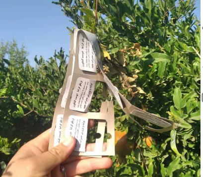 زنبور تریکوگراما - تریکوکارت 2 گرمی