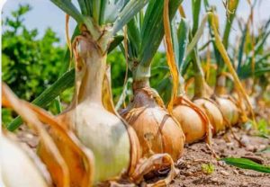 افزایش سایز غده پیاز 