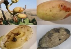 زنبور مغز خوار پسته