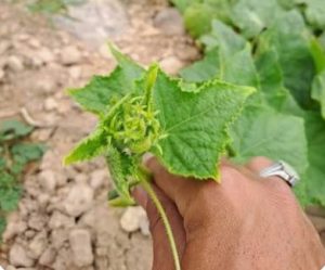 سرکوری بوته خیار