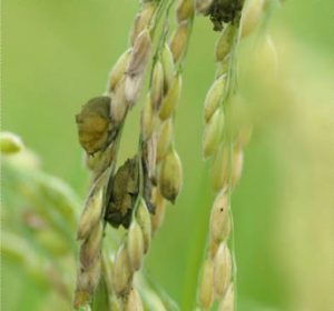 سیاهک دروغین برنج