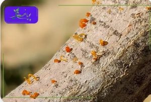 فیتیله نارنجی گردو 