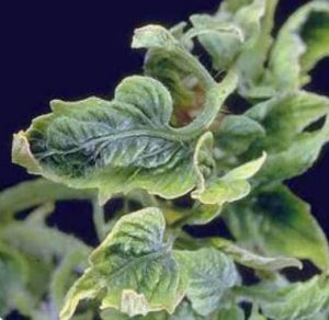 پیچیدگی برگ گوجه فرنگی