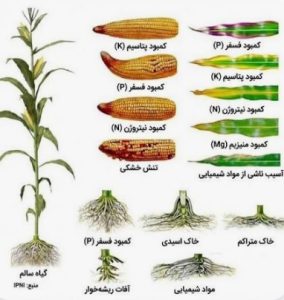 کمبود عناصر در ذرت
