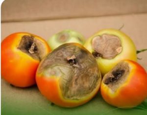 کمبود کلسیم در گوجه فرنگی