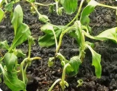 بوته‌میری خیار (Cucumber Damping-off and Wilt)