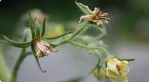 ریزش گل در گوجه فرنگی