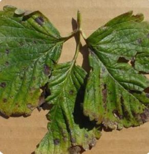 سوختگی برگ توت فرنگی