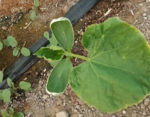 علائم شوری خاک در خیار