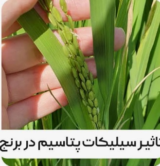 نقش سیلیس پتاس در برنج؛ مزایا، اهمیت و زمان مصرف