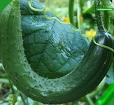 کج شدن خیار