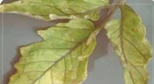 کمبود گوگرد در گوجه فرنگی