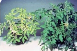 کمبود گوگرد در گوجه فرنگی