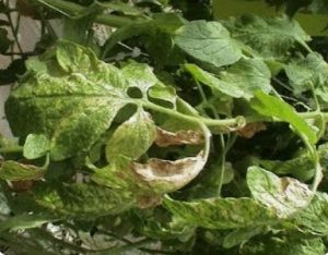 کنه حنایی گوجه فرنگی