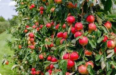 رنگ گیری سیب قرمز