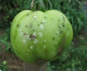 شانکر باکتریایی گوجه فرنگی 