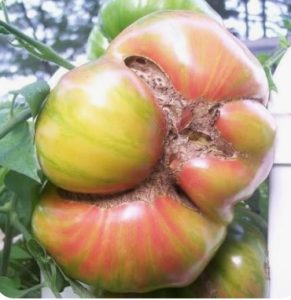 عارضه صورت گربه ای گوجه فرنگی 