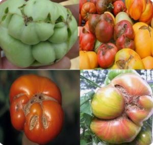 عارضه صورت گربه ای گوجه فرنگی