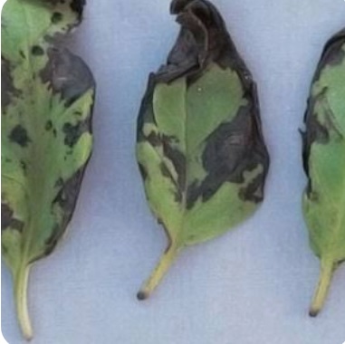 لکه برگی باکتریایی ریحان