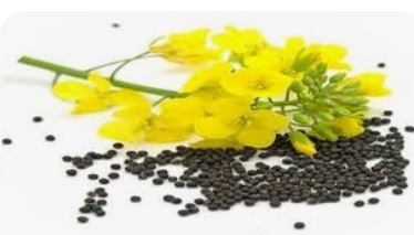 ضدعفونی بذر کلزا