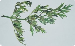 لکه برگ سرکوسپورایی هویج
