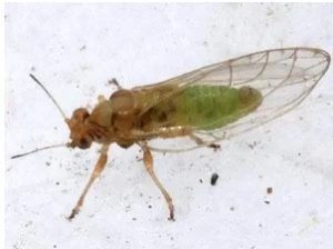 پسیل هویج